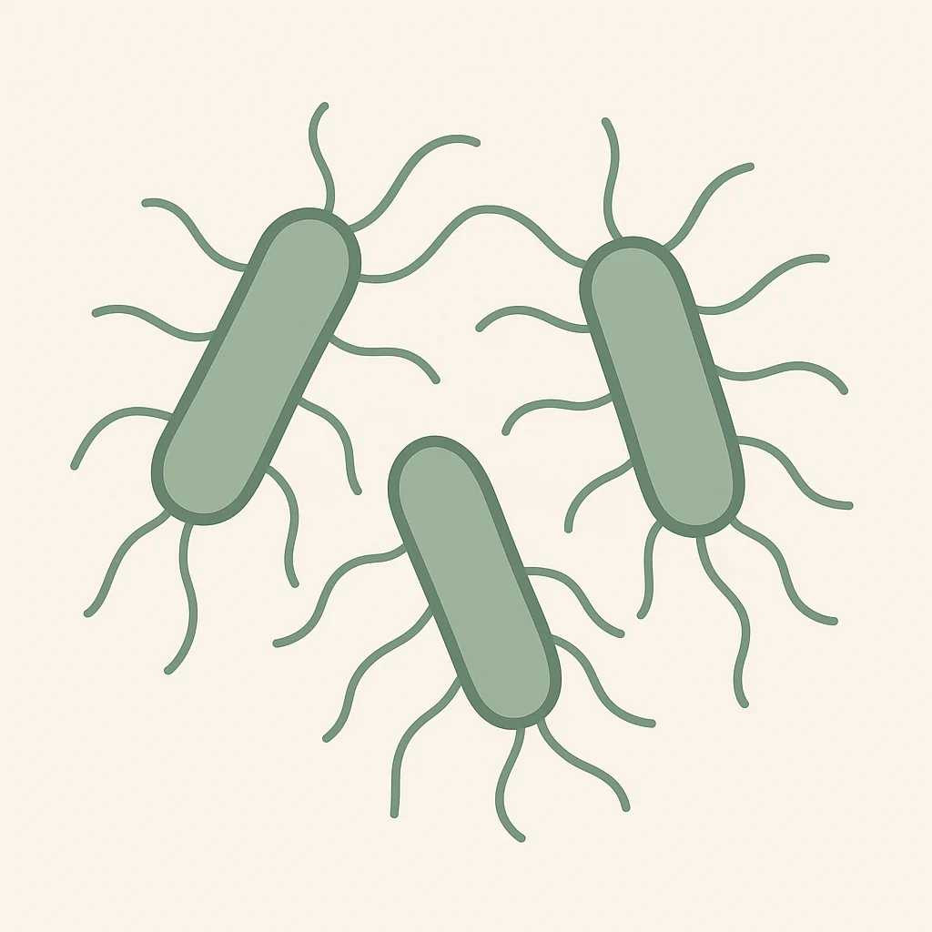 Clostridium welchii